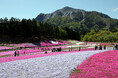 秩父湯元 武甲温泉が、秩父の春の風物詩・羊山公園の「芝桜まつり」に合わせ、温泉をお得に利用できるキャンペーンとイベントを実施します