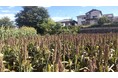 レトロな温泉銭湯 玉川温泉は、ときがわ町の遊休耕作地の解消と町の活性化を目的とした「ソルガム種まき体験&移住相談会」を開催します