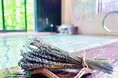 昭和レトロな温泉銭湯 玉川温泉にて、ラベンダー風呂。嵐山町「らんざんラベンダーまつり」にあわせて実施します