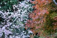 おふろcafe 白寿の湯にて、神川町の冬に咲く希少な「冬桜」を応援する「桜ひのき風呂」や「冬桜写真展」などを開催