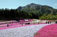 秩父湯元 武甲温泉が、秩父の春の風物詩・羊山公園の「芝桜まつり」に合わせ、温泉をお得に利用できるキャンペーンとイベントを実施します