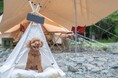清流と里山に囲まれたCOMORIVER（コモリバ）で愛犬とお泊まり愛犬との旅をもっと気軽に「ペットアイテム」を拡充