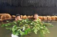 埼玉の名産品・梨と温泉のコラボ。おふろcafe 白寿の湯にて季節のおふろ「梨の葉風呂」を開催中。梨を使用した夏期限定スイーツの提供も。