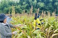 昭和レトロな温泉銭湯 玉川温泉は、ときがわ町の新たな名産品を目指す「ソルガム」の収穫体験イベントを実施します。