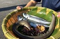 おふろcafe 白寿の湯にて「温泉サバ陸上養殖場」のサバ出荷祭り。埼玉の養殖事業者コラボによる「うに、うなぎ、さば」を使った限定メニューを販売
