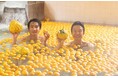 昭和レトロな温泉銭湯 玉川温泉の「ゆずづくし湯治」。冬至のゆず風呂や、ゆずを使った食堂メニューをお楽しみください