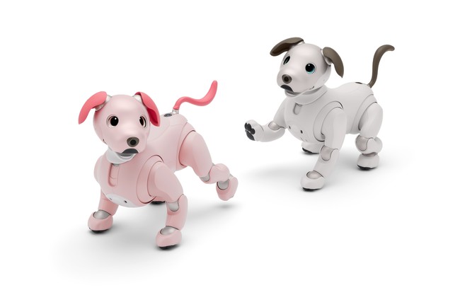 aibo いちごミルクエディション(左)とアイボリーホワイト(右) aibo いちごミルクエディション(左)とアイボリーホワイト(右)