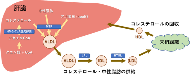 図１．肝臓を中心とした脂質輸送系