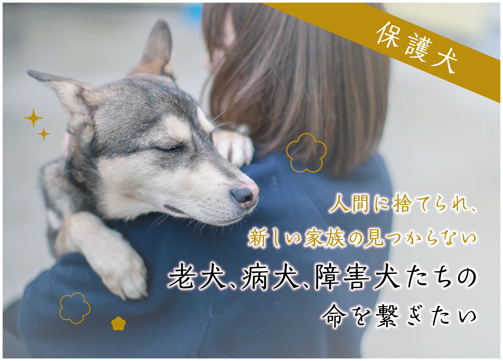 医療 介護が必要な保護犬のために ピースワンコ ジャパン 3 1 月 からクラウドファンディング開始 ピースウィンズ ジャパンのプレスリリース