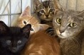 ピースニャンコが佐賀県で保護猫医療支援を開始「佐賀ニャンプロジェクト」