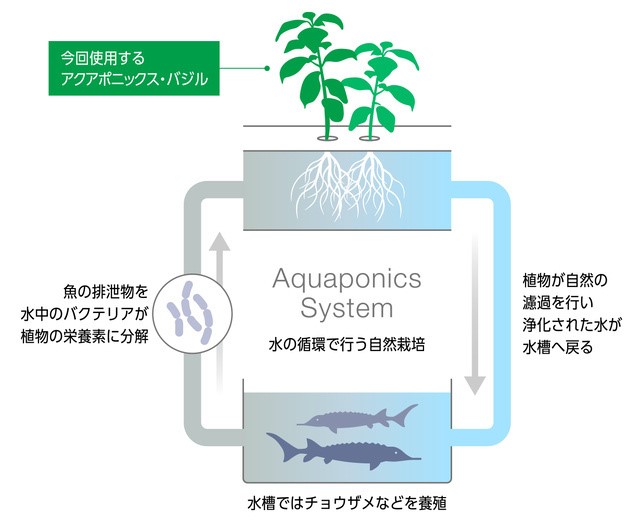 次世代型水耕栽培プラント農業 アクアポニックス 事業専用設備 チョウザメの月 野菜 ８３１ の日 を記念し 本日８月３１日竣工 有限会社ｓ ｒ ｋ のプレスリリース