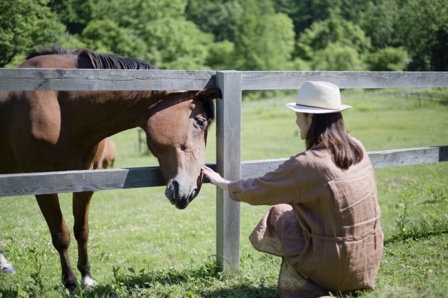 ハイジア放牧の馬との触れ合い画像