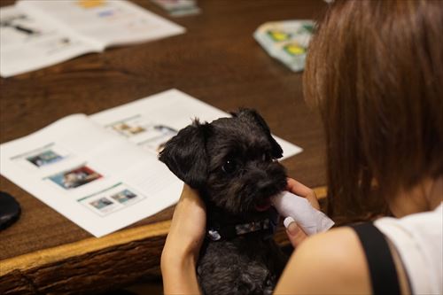 犬の歯垢はヒトの5倍のスピードで歯石に 獣医師による愛犬のためのオーラルケアセミナーを開催しました 犬塾株式会社のプレスリリース