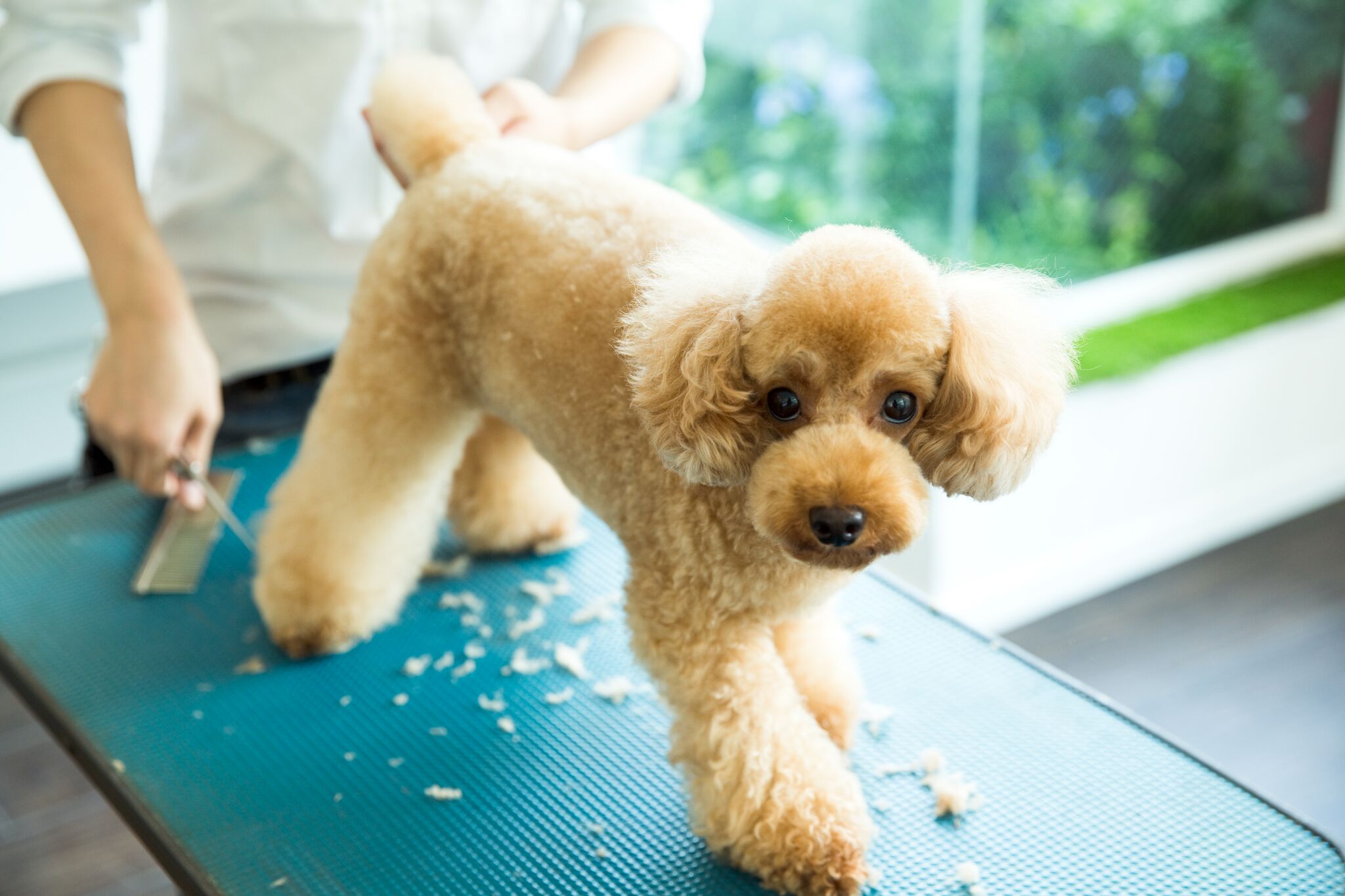 いよいよ夏本場 その犬のケア 間違えていませんか 夏編 犬塾株式会社のプレスリリース