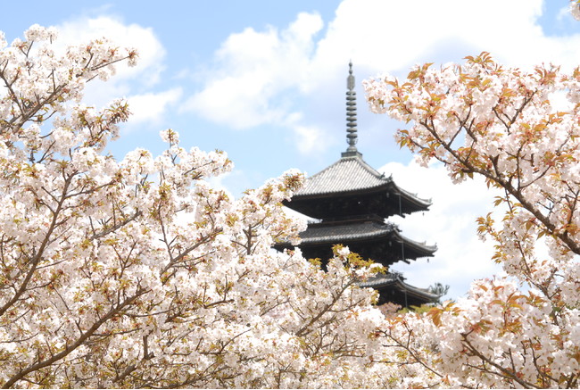 「真言宗御室派総本山 仁和寺」の御室桜