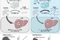 新規プレバイオティクスによる抗肥満作用の発見