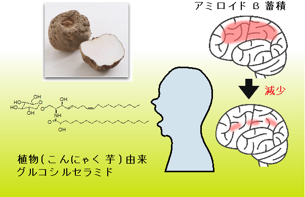 認知症予防にはこんにゃく由来グルコシルセラミドが効果的 株式会社ダイセルのプレスリリース