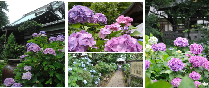 梅雨の時期の風物詩 雨でも晴れでも映える紫陽花 川崎市 19年紫陽花 周辺のオススメスポット3選 川崎市のプレスリリース