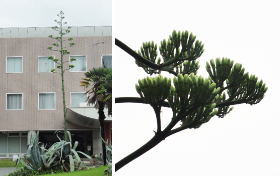 開花目前のリュウゼツランの様子（６月30日）