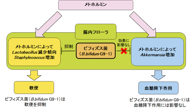 図　メトホルミンの作用に対するビフィズス菌（B.bifidum G9-1）の影響