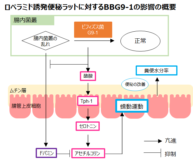ビオフェルミン製薬が プロバイオティクスによる便秘改善メカニズムを解明 腸内菌叢の改善から セロトニンなど神経伝達物質調整に至るまでの一連のメカニズムを明らかに ビオフェルミン製薬株式会社のプレスリリース