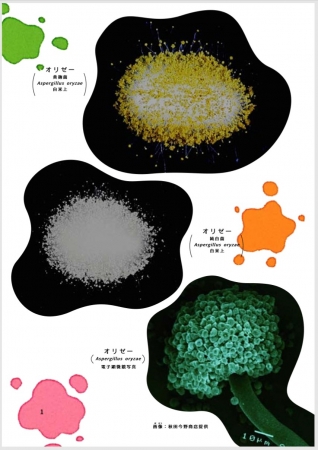 日本の国菌 オリゼー って何だ 和食をささえるふしぎなカビを探る児童向けノンフィクション 発売 株式会社 岩崎書店のプレスリリース