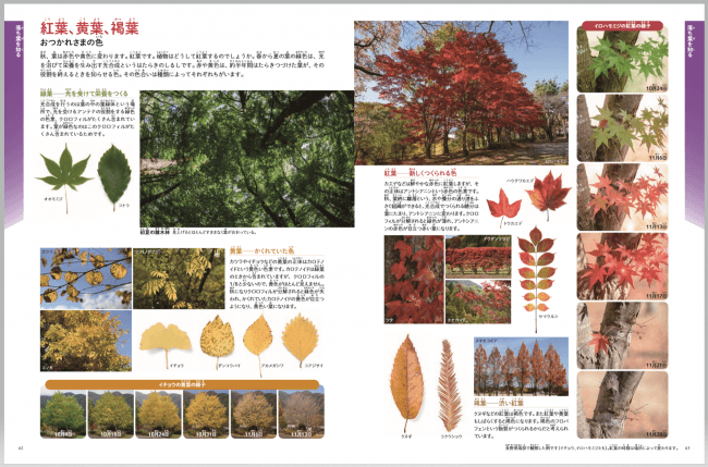 秋冬の自然観察の授業に！ 身近な落ち葉260種類を紹介した図鑑『ひろっ 