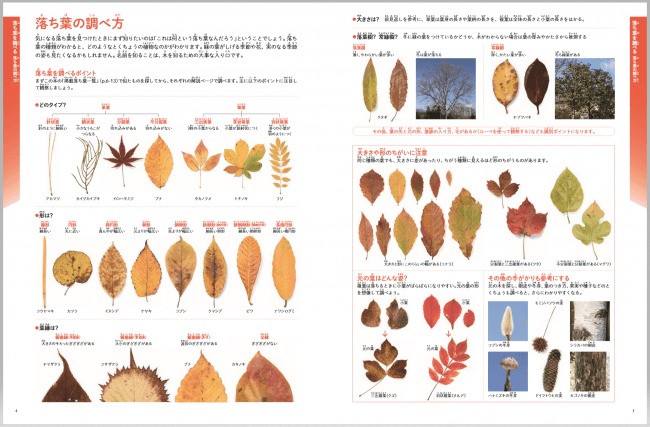 秋冬の自然観察の授業に 身近な落ち葉260種類を紹介した図鑑 ひろって調べる 落ち葉のずかん 発売 株式会社 岩崎書店のプレスリリース