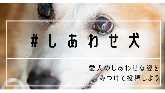 ステイホーム期間中に しあわせ犬 発見 株式会社ラングレス イヌパシー の先行予約特別割引告知 ハッシュタグプレゼントキャンペーンを開始 株式会社ラングレスのプレスリリース