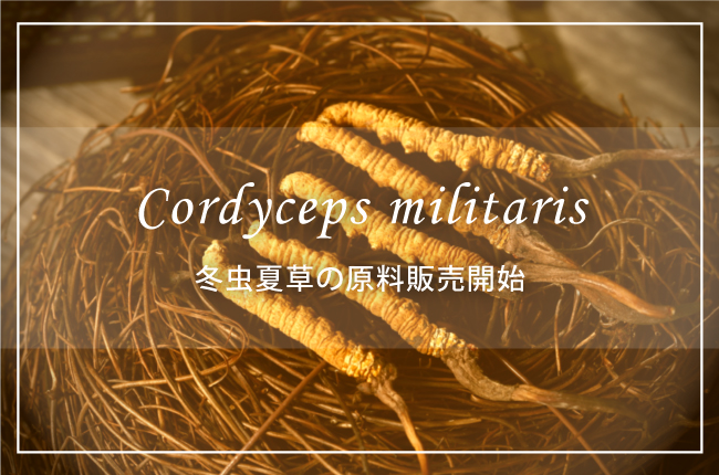 cordyceps militaris
