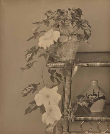 《朝顔》1932年　島根県立美術館藏
