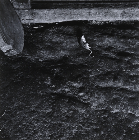 東松照明《熊本・天草下島「家」より》 1959年 島根県立美術館