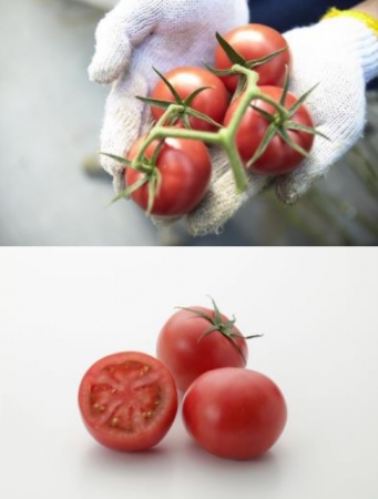 愛知県産トマト