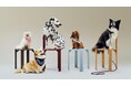 【HAY】HOLLY GOLIGHTLYとHAYのコラボレーション『HAY DOGS COLLECTION』第2弾発売!
