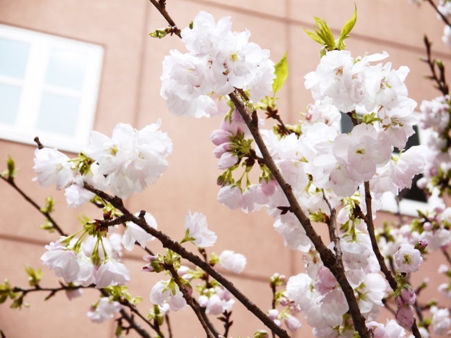 パティオ（昨年の様子）