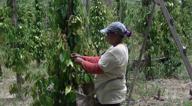 アマゾンで アグロフォレストリー農法 を推進する現地農協を応援 C A M T A Black Pepper 新発売 ハウス食品グループ本社株式会社のプレスリリース