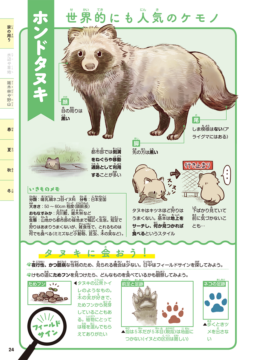 トップレート かわいい リアル たぬき イラスト