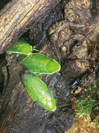 グリーンバナナゴキブリ