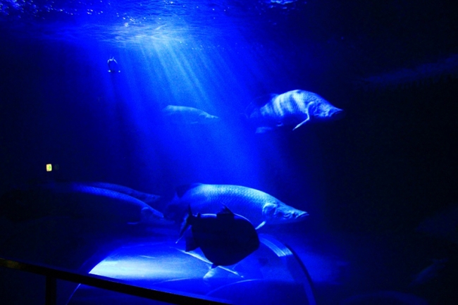 ゴールデンウィーク10日間は夜9時まで開園 ゆったり楽しむ夜の水族館 ロマンティックsumasui を開催 神戸市立須磨海浜水族園のプレスリリース