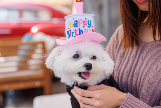 赤レンガ倉庫×クラシックカー×テラスの最高のロケーションでワンちゃんも満面の笑み