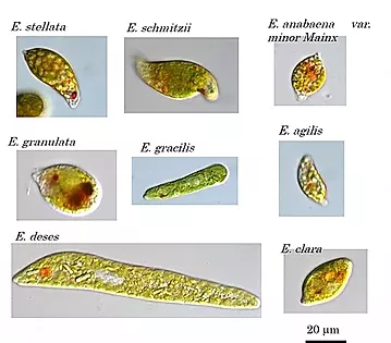 いろいろなミドリムシの顕微鏡画像