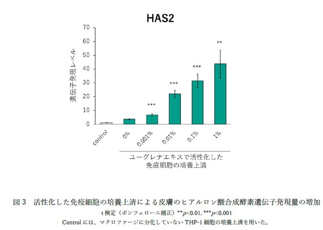 図3　活性化した免疫細胞の培養上清による皮膚のヒアルロン酸合成酵素遺伝子発現量の増加