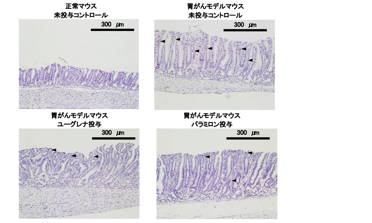 ユーグレナおよびその成分であるパラミロンの胃がんモデルマウスの初期病変に対する効果 株式会社ユーグレナのプレスリリース