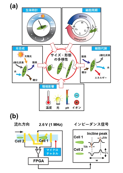 藻類細胞を電気的に高速形状判断するマイクロ流体デバイスを開発 株式会社ユーグレナのプレスリリース