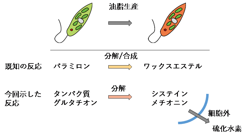 ミドリムシが油を生産する際の硫黄に関する副次的反応を解明 バイオ燃料生産効率化に貢献する成果 株式会社ユーグレナのプレスリリース