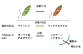 ミドリムシが油を生産する際の硫黄に関する副次的反応を解明 バイオ燃料生産効率化に貢献する成果 株式会社ユーグレナのプレスリリース