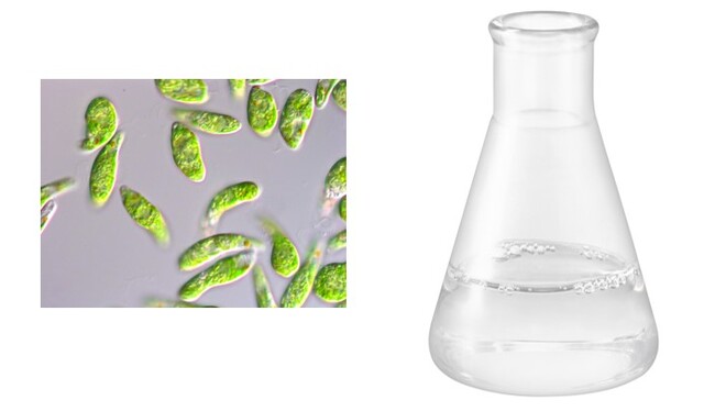 微細藻類ユーグレナ（左）と「ユーグレナ発酵オイル」（右）イメージ