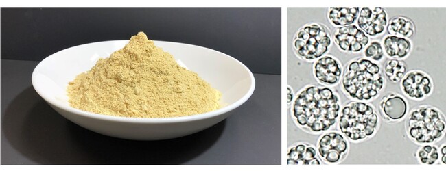 左：オーランチオキトリウムの粉末、右：オーランチオキトリウムの顕微鏡写真