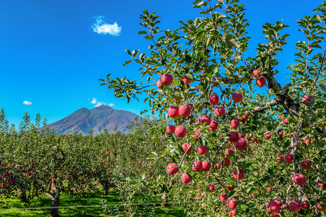 岩木山とりんご畑 岩木山とりんご畑