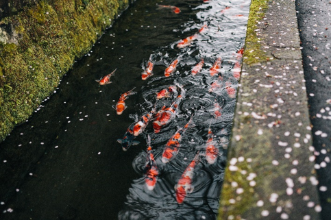 城下町内の水路で見られる鯉の遊泳